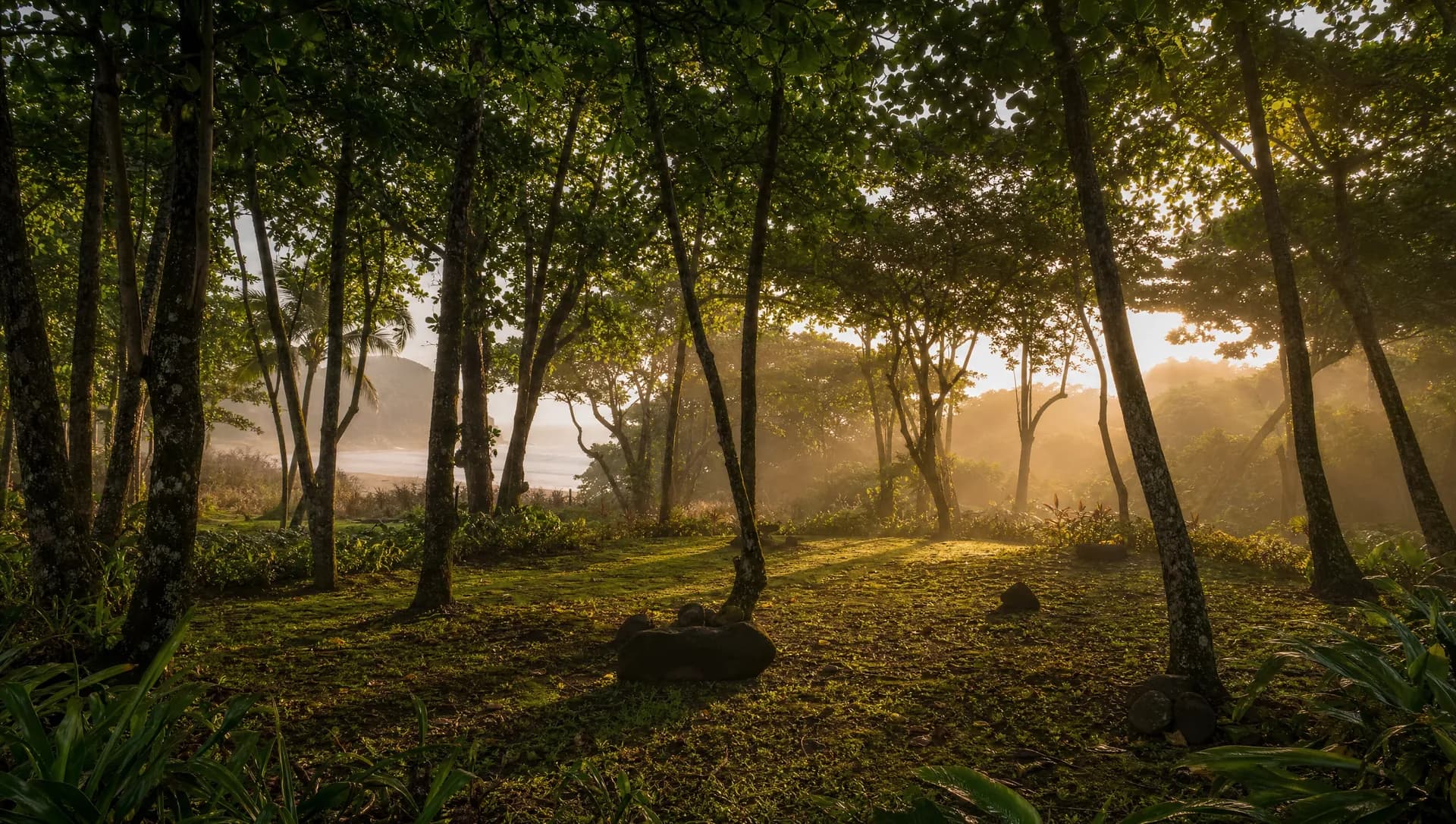 A sheltered forest clearing at first light on the Pacific coast of Costa Rica, tall trees ringing soft green ground