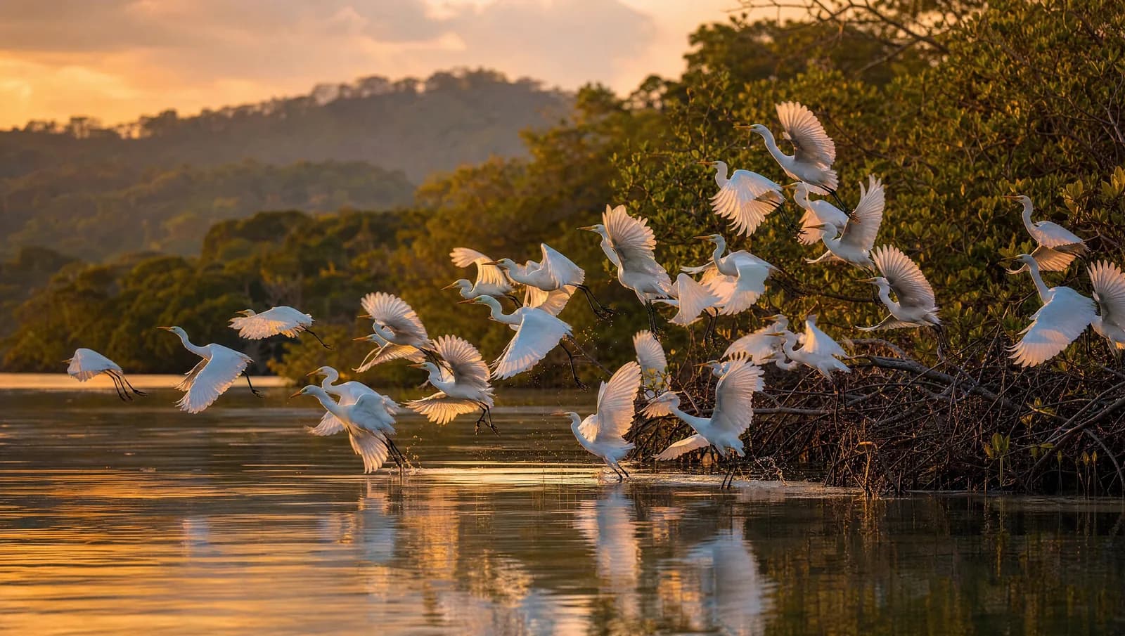 A flock of white egrets lifting into warm evening light from a calm estuary on the Costa Rican Pacific coast