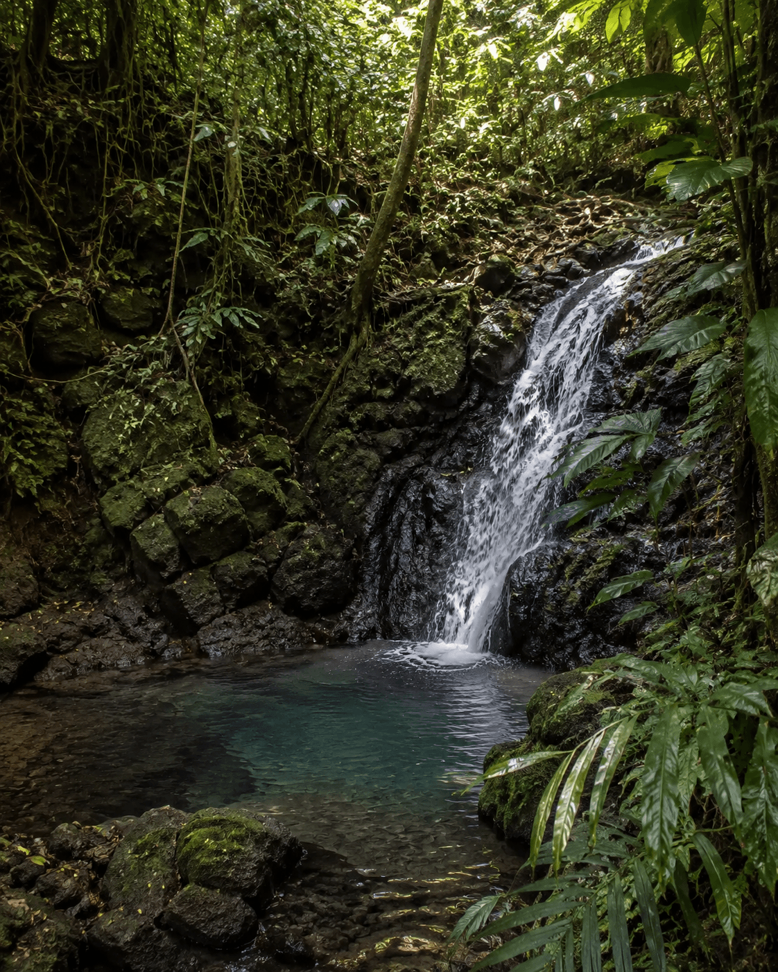 Waterfall flowing into a rainforest pool