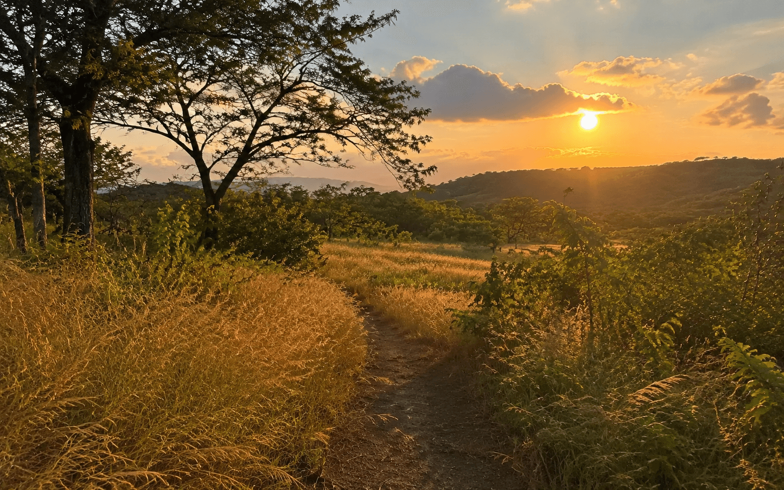 A sunlit path through a meadow and trees at sunset.