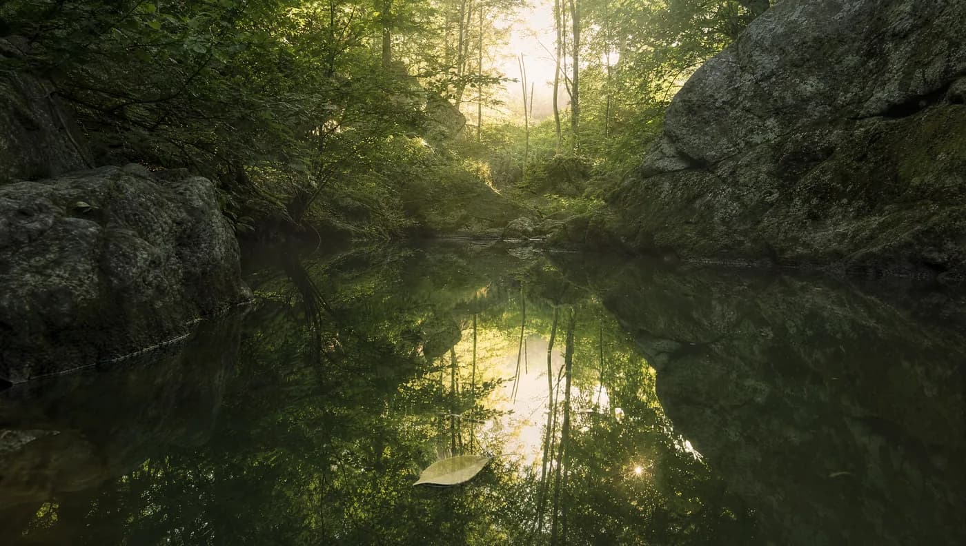 A still, sheltered forest pool at dawn reflecting soft green canopy