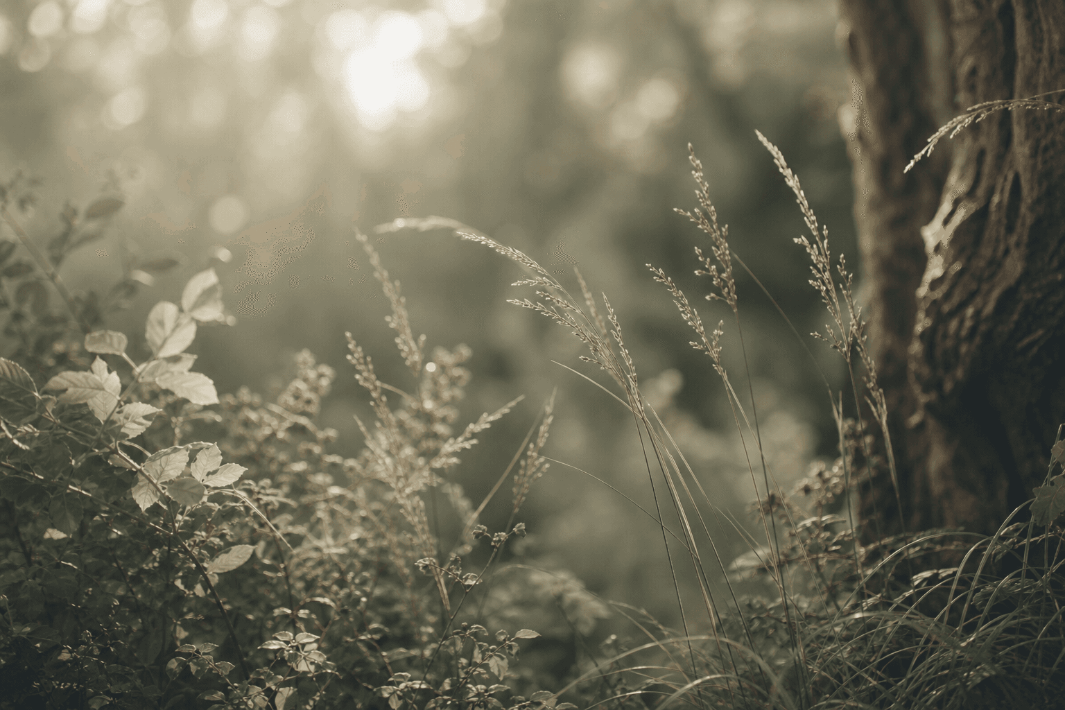 Wild grasses and leaves in soft morning light
